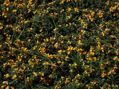 Pultenaea maritima