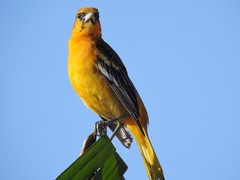 Icterus