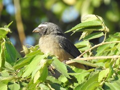 Saltator grandis