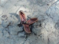 Prosopanche americana