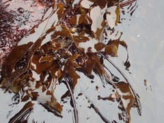 Laminaria sinclairii