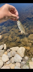 Siphateles bicolor