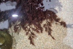 Odonthalia floccosa