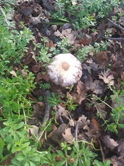Fungi