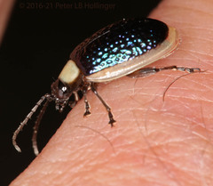 Asphaera albomarginata