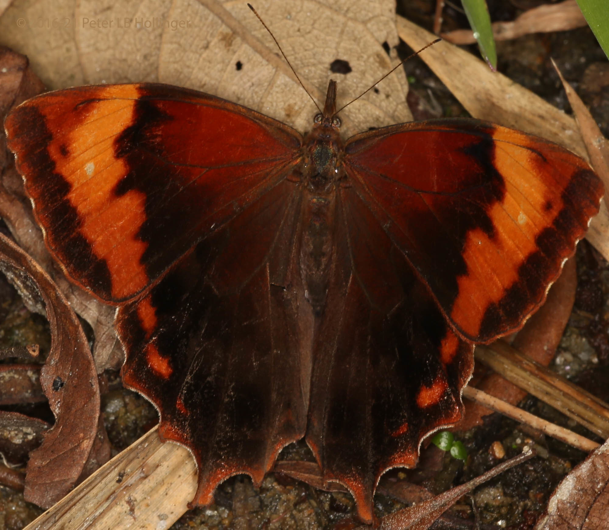 Satyrini image