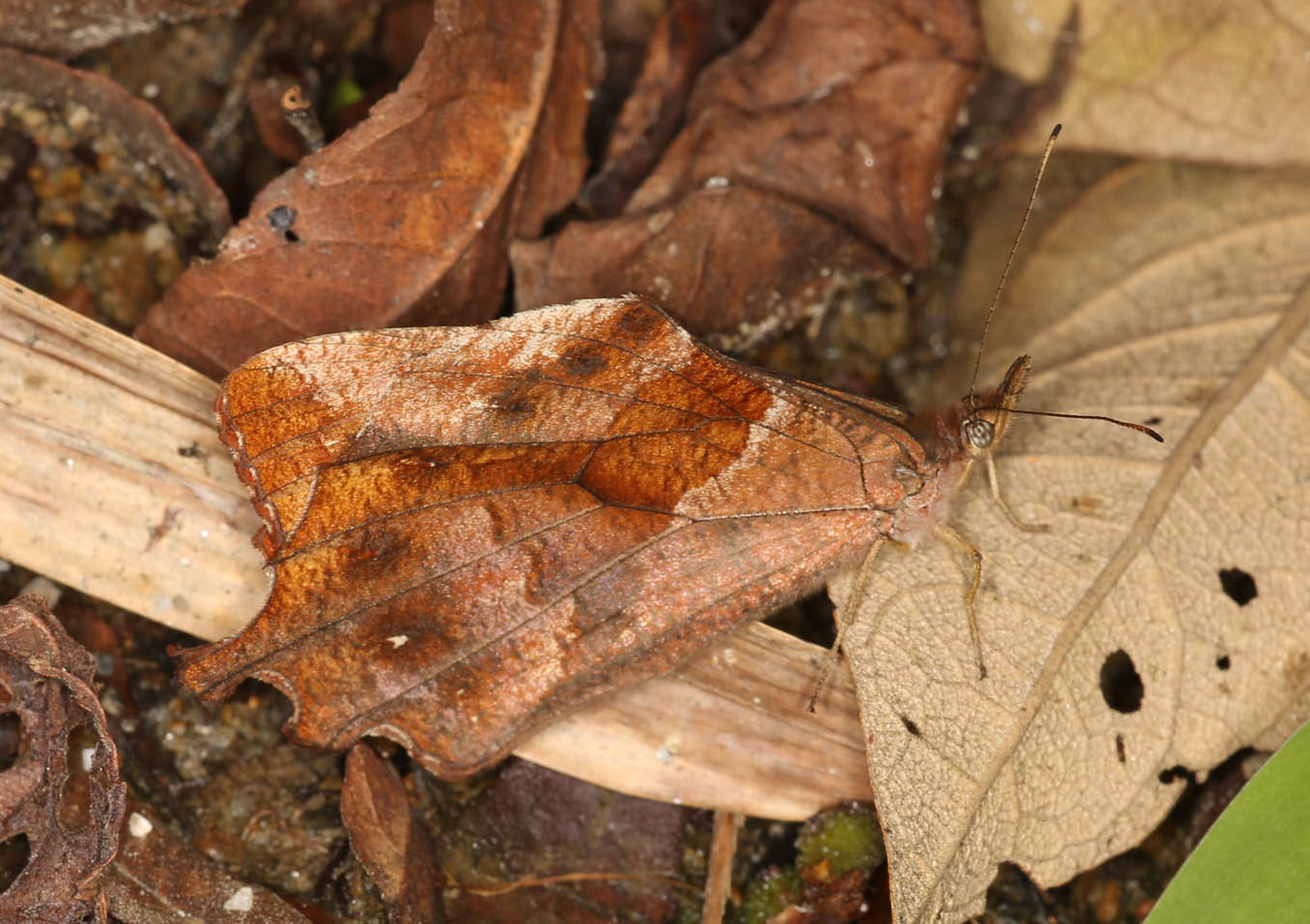 Lasiophila phalaesia image