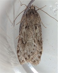Semioscopis megamicrella