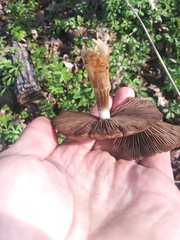 Fungi