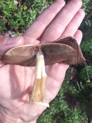 Fungi