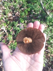 Fungi