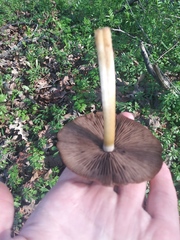 Fungi