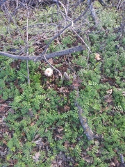 Fungi