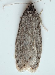 Semioscopis inornata