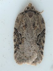 Acleris chalybeana
