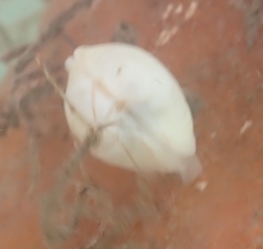 Kellia laperousii