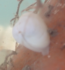 Kellia laperousii