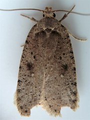 Agonopterix clemensella