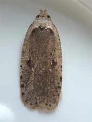 Agonopterix clemensella