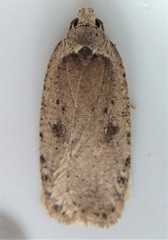 Agonopterix clemensella