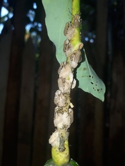 Aetalion reticulatum