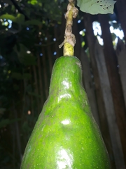 Aetalion reticulatum