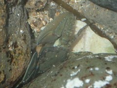 Petrolisthes