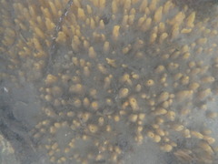 Ciocalypta polymastia