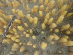 Ciocalypta polymastia