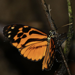 Heliconius pardalinus