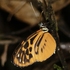 Heliconius pardalinus