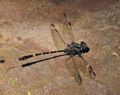 Progomphus complicatus