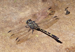 Progomphus complicatus