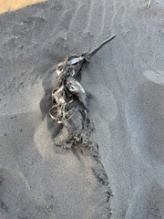 Pontoporia blainvillei