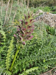 Acanthus syriacus