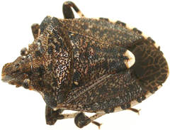 Kalkadoona enchylaenae