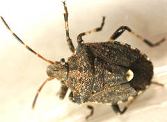 Kalkadoona enchylaenae