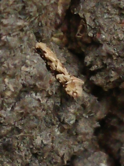 Crypsitricha mesotypa