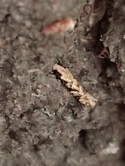 Crypsitricha mesotypa