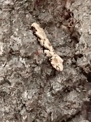 Crypsitricha mesotypa