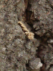 Crypsitricha mesotypa