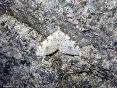 Helastia alba
