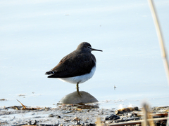 Tringa ochropus