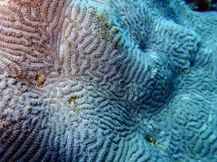 Leptoria phrygia