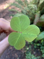 Oxalis