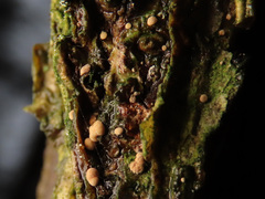 Pezicula cinnamomea