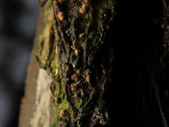 Pezicula cinnamomea