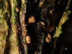 Pezicula cinnamomea