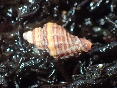 Ocinebrina