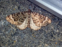 Asaphodes chionogramma